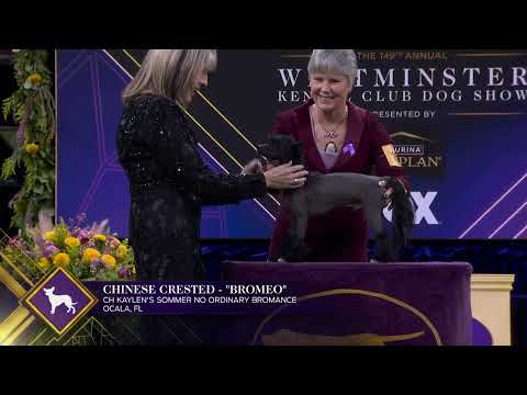 Toy Group Judging 2025