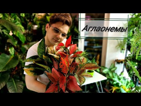 АГЛАОНЕМЫ// Тонкости в уходе//Грунт//Полив//Какой Секрет Здорового роста у них