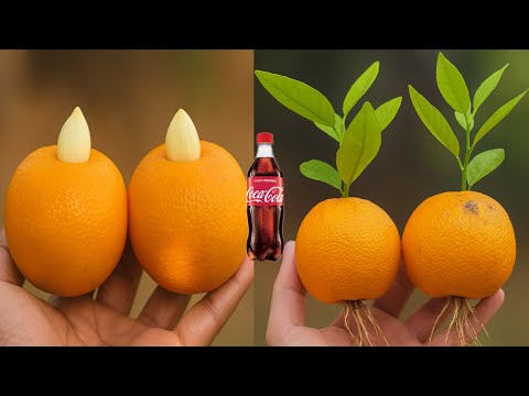 Growing Oranges with Garlic Magic! Unexpected Garden Experiment Success |
