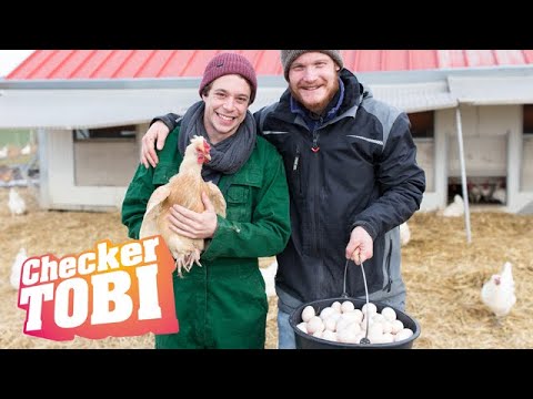 Der Eier-Check | Reportage für Kinder | Checker Tobi