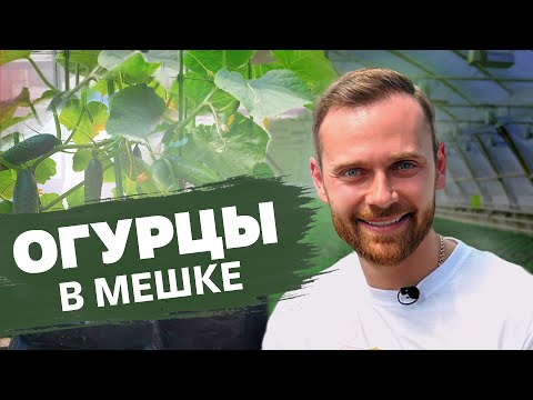 ОГУРЦЫ В МЕШКАХ | САМЫЙ РАННИЙ УРОЖАЙ ОГУРЦОВ МЫ ВЫРАЩИВАЕМ ТАК #огород #огурцы