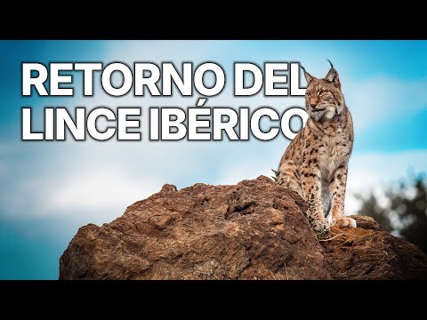 Hijos de Saliega | Renacer en el Bosque Mediterráneo