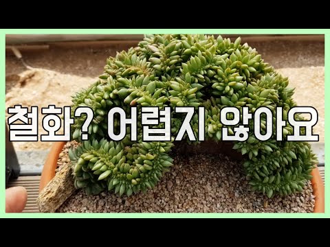 철화에 대하여 알아보자 |SUCCULENTS| 多肉植物 |