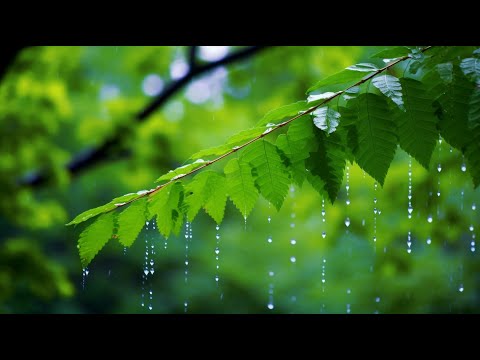 [기치유 사운드] 놀라운 명상 효과! 몸과 마음이 편안해지는 치유 음악과 영상으로 힐링하세요