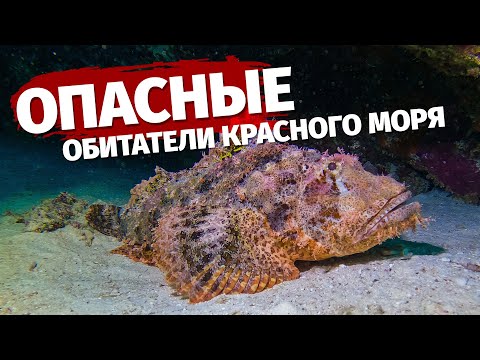 ⛔️ Самые опасные морские обитатели Красного моря 🇪🇬 Египет 2022