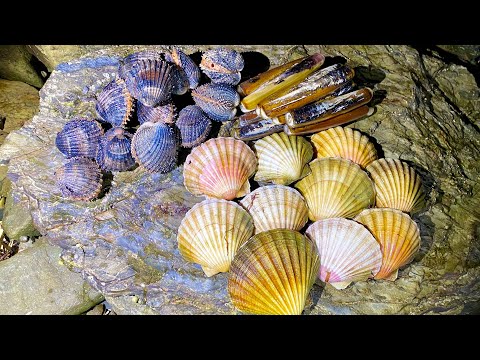 Coastal Foraging - Scallops, Clams and Cockles - Amazing Shellfish Cookup