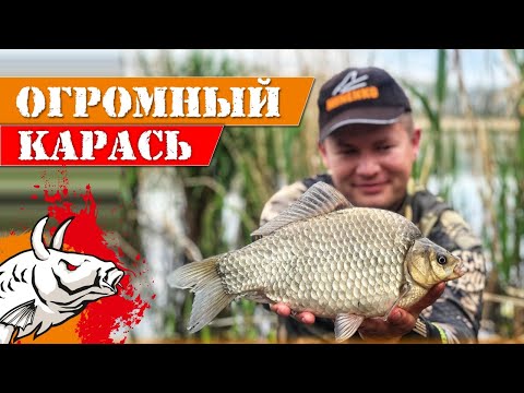 Огромный карась!  Ловля карася весной на лёгкий флэт!