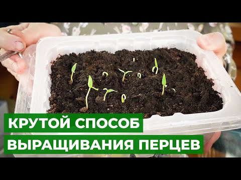 Посев перцев с перекисью водорода | СЕКРЕТ ПОСЕВА ЗДОРОВЫХ ПЕРЦЕВ