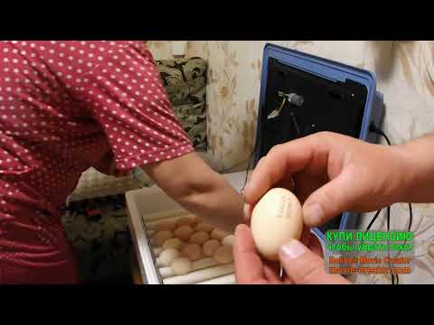 Трагедия при инкубации