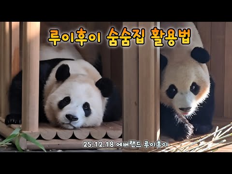 루이 후이의 귀엽고 사랑스러운 목요일 오전💕 25.12.18 Ruibao Huibao