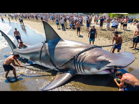 How Fishermen Caught a 2,200KG Giant Hammerhead Shark – Fishing Documentary