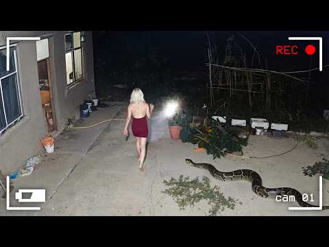 Damn Nature You Scary | Rare and Scary Animal Encounters