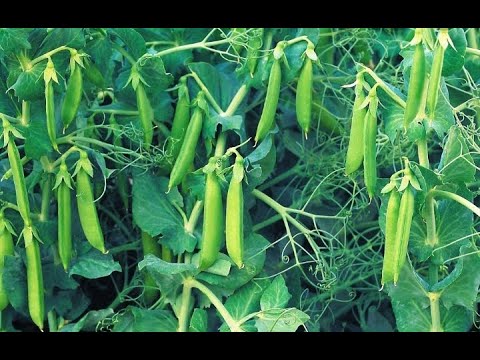 زراعة الجلبانة |البازلاء | من البذور خطوة خطوة