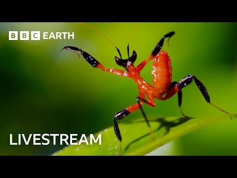 🔴 LIVE: One Hour of Amazing Insect Moments | BBC Earth