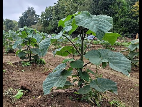 The Super Tree Fighting Climate Change - Paulownia