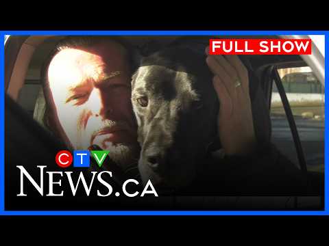 Service dog injured in dog attack | CTV News Edmonton at Five for Feb. 13, 2026