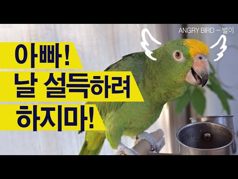 Stubborn Parrot / A situation where a person persuades a parrot / An Amazon parrot talking to a p...