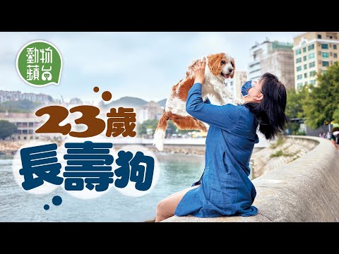 23歲長壽狗｜愛心家庭收養被棄查理獵犬20年 上班午飯時間堅持的士來回只為帶老犬外出小便 #動物蘋台─果籽 香港 Apple Daily─原刊日期：20210328