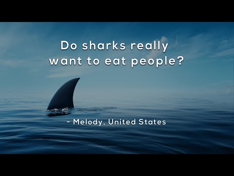 Do sharks really want to eat people?