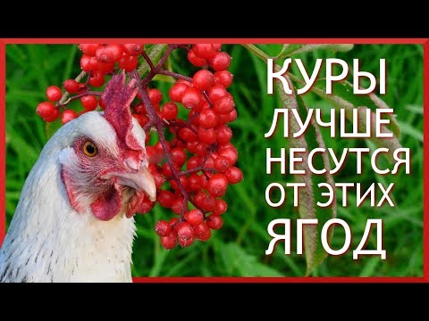 10 СОВЕТОВ ЧТОБЫ КУРЫ неслись ЗИМОЙ КАК ЛЕТОМ. #3. Какие ягоды нужны курам, чтобы хорошо нестись?