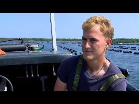 Land & Sea: Oysters under threat in the Maritimes