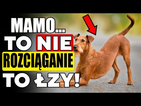 CZY Twój pies SIĘ ROZCIĄGA, gdy CIĘ widzi?! – Oto co próbuje Ci powiedzieć