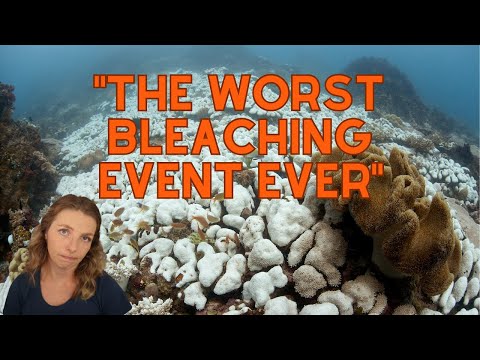 Marine biologists desperately trying to save Florida's corals