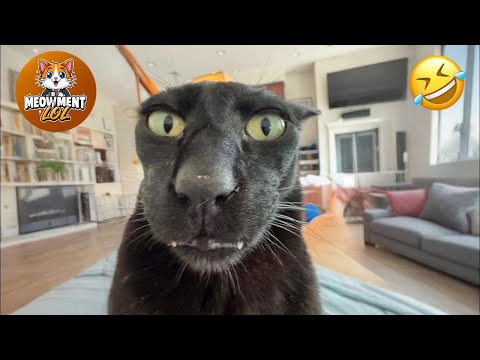 Hilarious Cats & Dogs 2025 😂 #10 | Funny Animal Videos