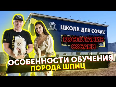 Дрессировка маленьких пород | Померанский шпиц | Можно ли учить маленьких собак
