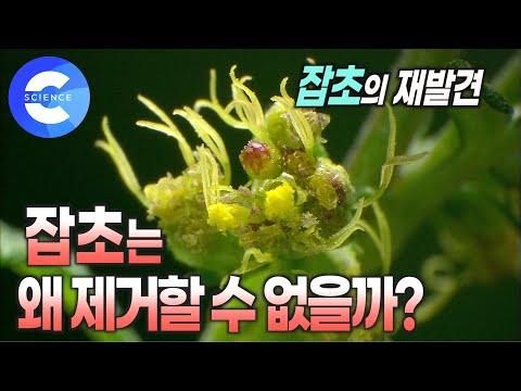 뽑아도 뽑아도 사라지지 않는 잡초의 미친 생명력  🌱 | 지구를 지키는 위대한 생명체 | 잡초의 반전 매력 | 자연재해에도 끄떡없는 잡초의 전략 | 야생초 | 벌 | 잡초