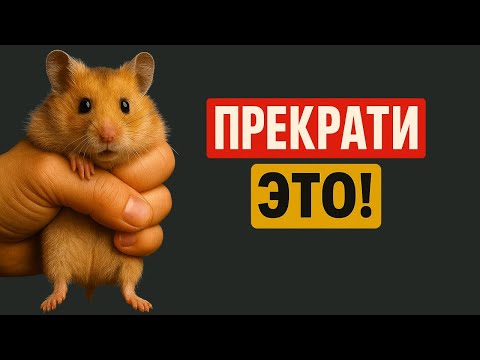 16 things hamsters HATE!