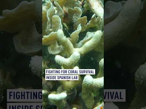 Fighting for coral survival inside Spanish lab
