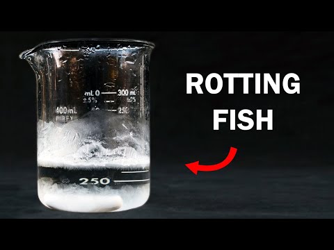 Making Trimethylamine - The Stench of Rotting Fish