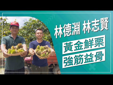 草地狀元-樹上海膽 栗子軍團(2020.10.12播出)