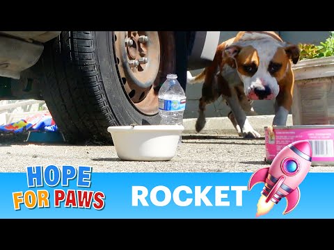 Homeless Pit Bull who needed medical care was scared of fireworks ❤️‍🩹