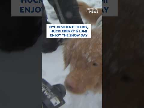 NYC residents Teddy, Huckleberry, and Lumi enjoy the snow day