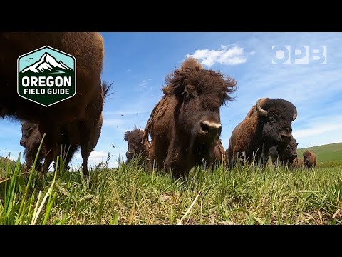 Bison Ranching in Oregon's Wallowa Mountains | Oregon Field Guide