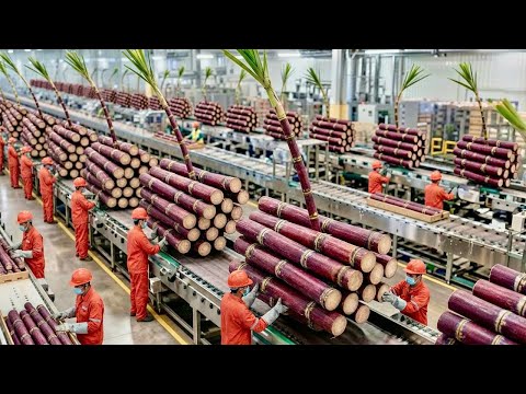 How They Harvest Sugarcane for Sugar: Inside a Modern Giant Cane Sugar Factory (Full Process)