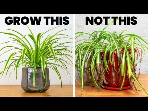Changing THIS Will Make Your Spider Plant THRIVE