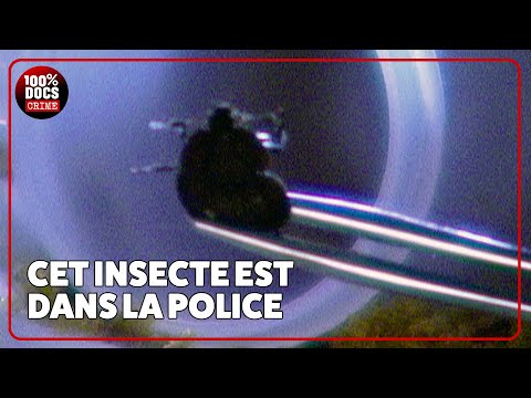 Ces meurtres résolus grâce à des insectes