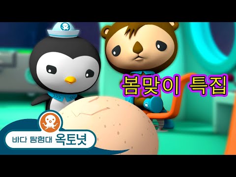 바다 탐험대 옥토넛 - 봄맞이 특집 | 알에서 태어나는 동물 특별편 - 모음집