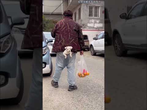 Cats and dogs are STRANGE creatures #cats #funnyvideo #meme #funnycats #funnydogs #shorts #dog