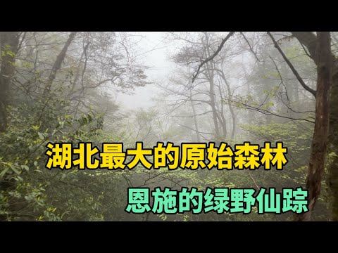 恩施坪坝营，湖北最大的原始森林，现实版绿野仙踪！完美避暑胜地！