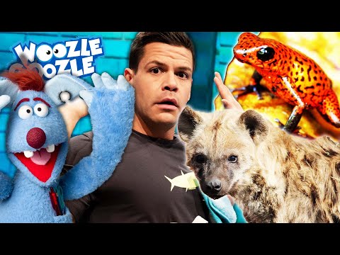 Kennst du diese exotischen Tiere? l WOOZLE GOOZLE