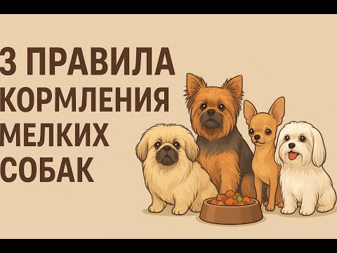 Особенности кормления собак мелких пород: йорки, пекинесы, чихуахуа, мальтезе, шпицы ши-тцу и другие