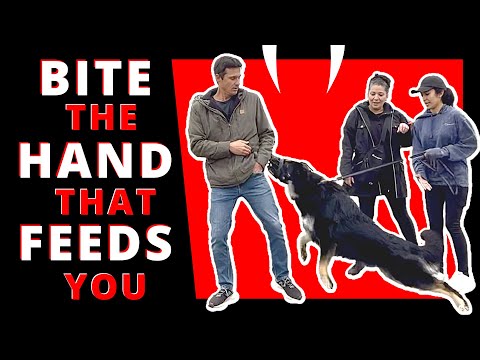 This Dog Wants a Piece of Me…and his Owner! and Prince Too!!! Learn how to Deal with an Erratic Dog!