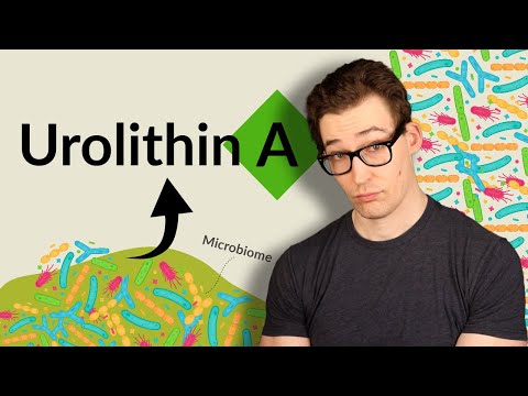 Urolithin A for Mitochondrial Health, Autophagy, and More: Is it worth it? [Study 230-234]