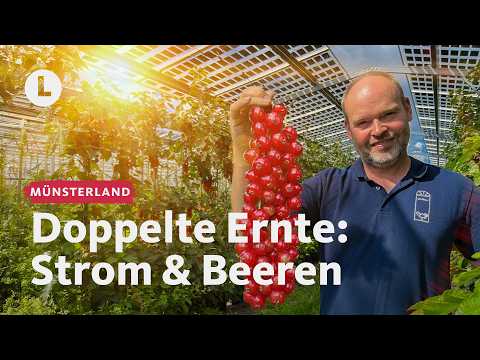 Agri-PV: Lohnt es sich wirklich? | WDR Lokalzeit LandSchafft
