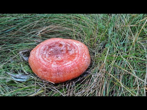 ROYAL MUSHROOM RED LAKE MUSHROOM!!! Red saffron milk cap mushrooms grow in patches. Mushroom picking