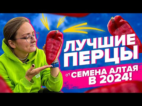 ОЧЕНЬ УРОЖАЙНЫЕ ПЕРЦЫ ОТ СЕМЕНА АЛТАЯ! Обзор 2024